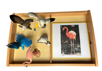 Réplicas de aves con tarjetas