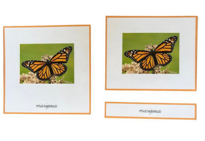 Objetos - Ciclo de la vida de la mariposa con tarjetas en 3 partes