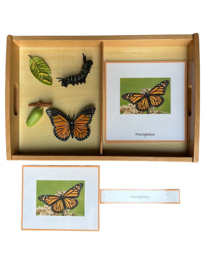 Objetos - Ciclo de la vida de la mariposa con tarjetas en 3 partes