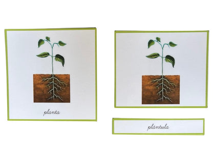 Objetos - Ciclo de la vida de la planta con tarjetas en 3 partes