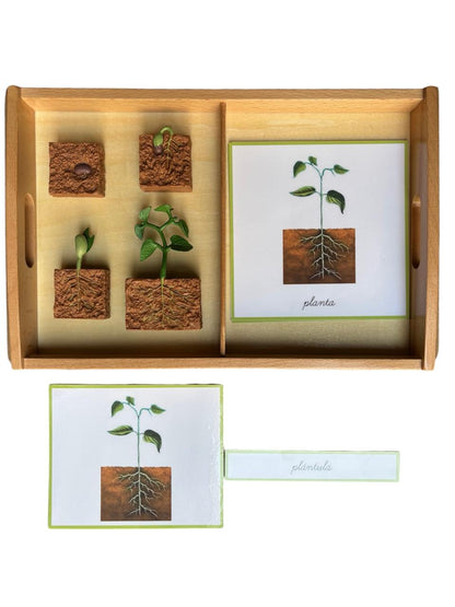 Objetos - Ciclo de la vida de la planta con tarjetas en 3 partes