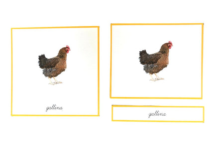 Objetos - Ciclo de la vida de la gallina con tarjetas en 3 partes
