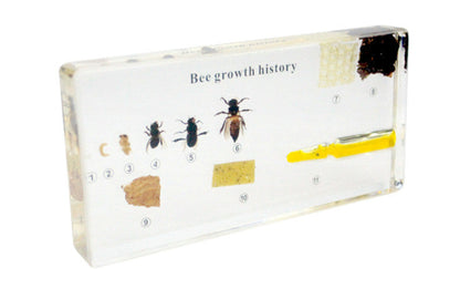 Ciclo de vida de la abeja