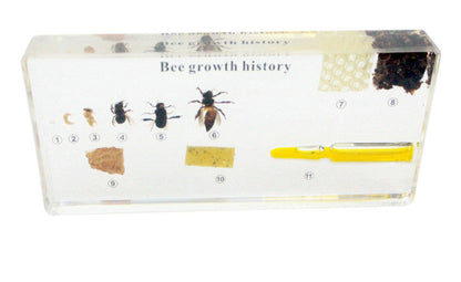 Ciclo de vida de la abeja