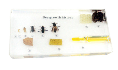 Ciclo de vida de la abeja