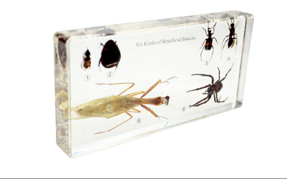 Colección de seis tipos de insectos útiles