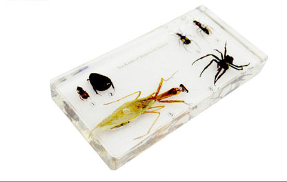 Colección de seis tipos de insectos útiles
