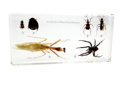 Colección de seis tipos de insectos útiles