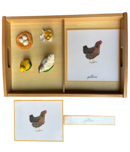 Objetos - Ciclo de la vida de la gallina con tarjetas en 3 partes