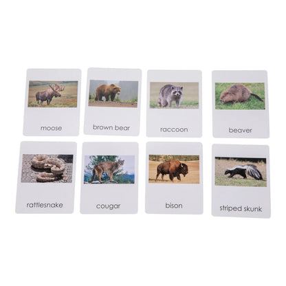 Animales de Norteamérica