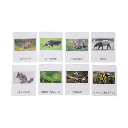 Animales de América del sur