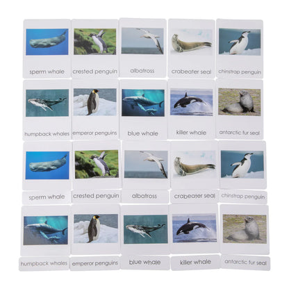 Animales de Antártica