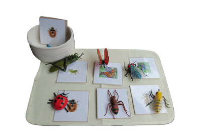 Réplicas de insectos jumbo con tarjetas similares (hogar)