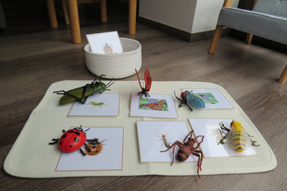 Réplicas de insectos jumbo con tarjetas similares (hogar)