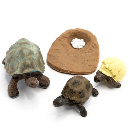 Objetos para el Ciclo de la vida - Tortuga