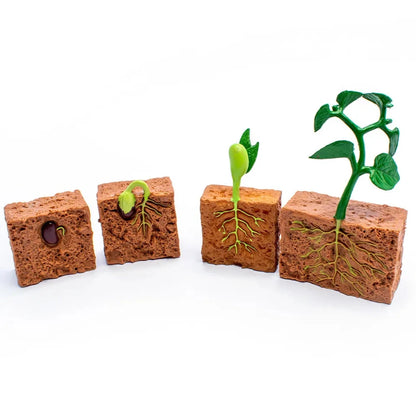 Objetos - Ciclo de la vida de la planta con tarjetas en 3 partes
