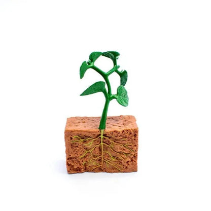Objetos - Ciclo de la vida de la planta con tarjetas en 3 partes